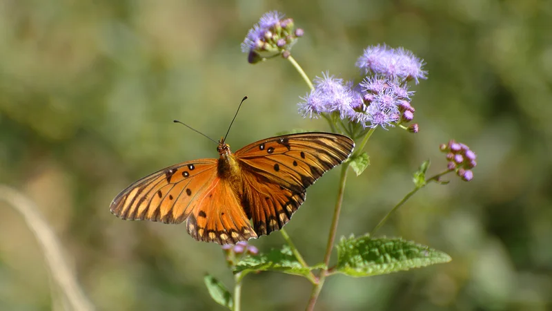 Agraulis vanillae feeding on Eupatorium coelestinum.jpg