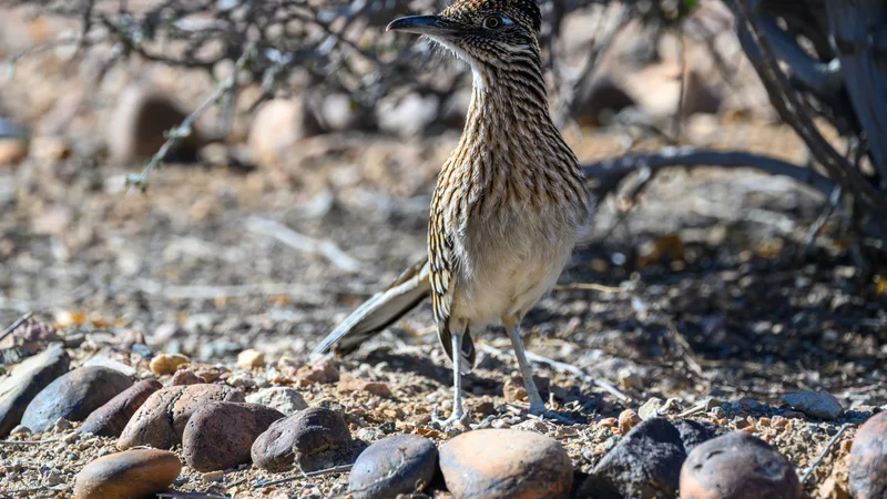 2025-02-02 02 Greater roadrunner (Geococcyx californianus) - AZ USA.jpg