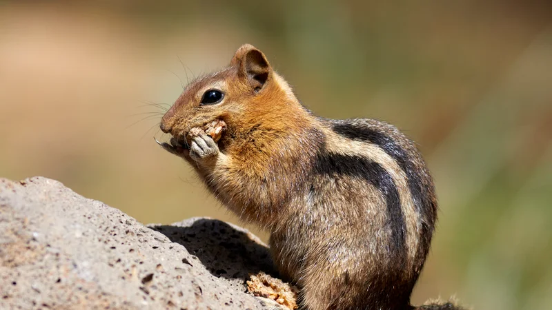 Callospermophilus lateralis near Lake Almanor.jpg