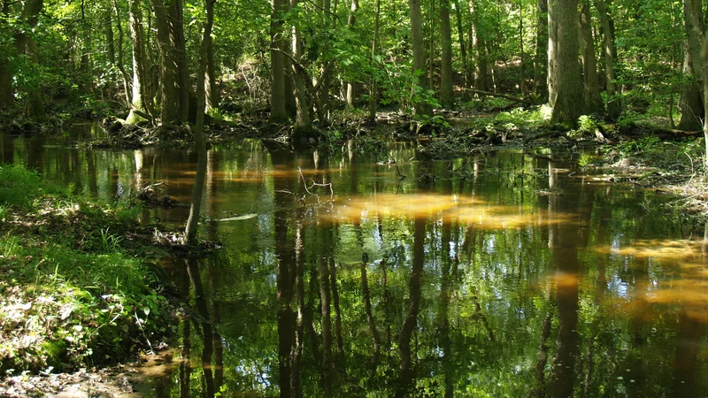 Clear Brook downstream of Hearns Pond.jpg