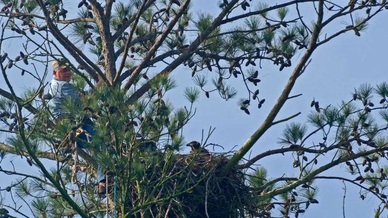 Bald Eagle Transmitter Project - Thurmond Lake (26680398825).jpg