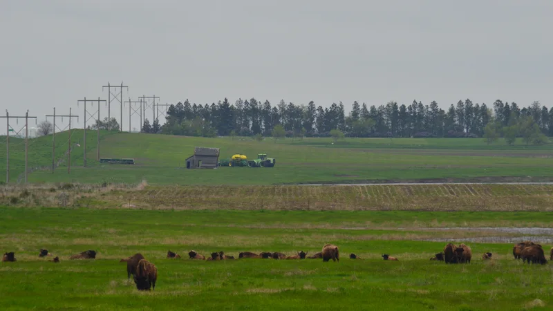 Bison (9158448085).jpg