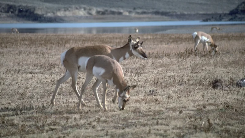 Antelope at Warm Springs Reservoir.jpg