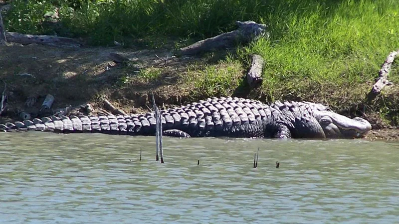 Alligator At Choke Canyon.jpg