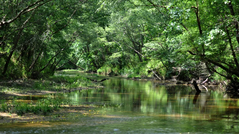 Peach Creek, Lake Houston Wilderness Park, Montgomery County, Texas, USA (May 2013).jpg