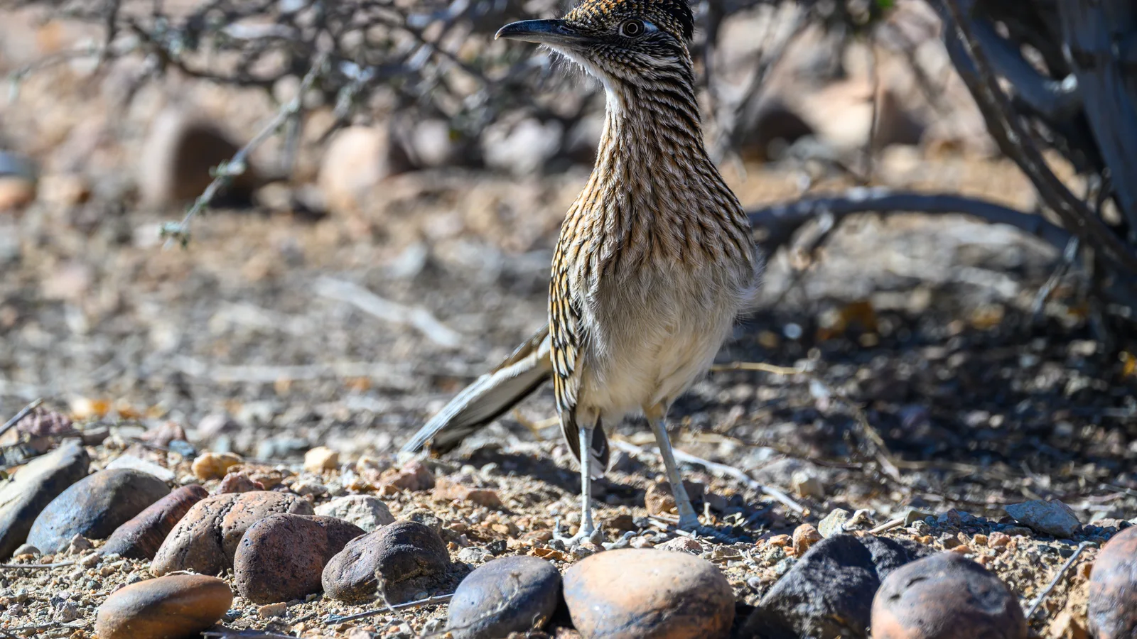 2025-02-02 02 Greater roadrunner (Geococcyx californianus) - AZ USA.jpg
