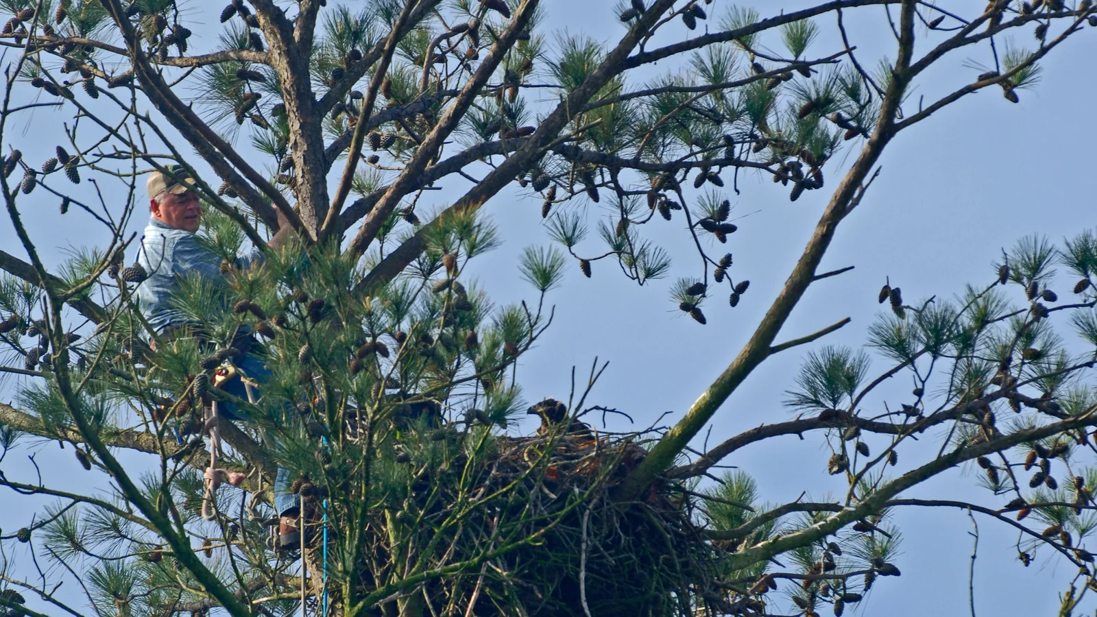 Bald Eagle Transmitter Project - Thurmond Lake (26680398825).jpg