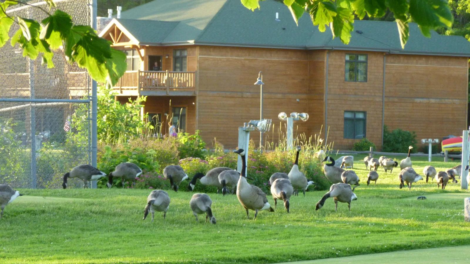 Ducks from Lake Carlos Alexandria Minnesota.JPG