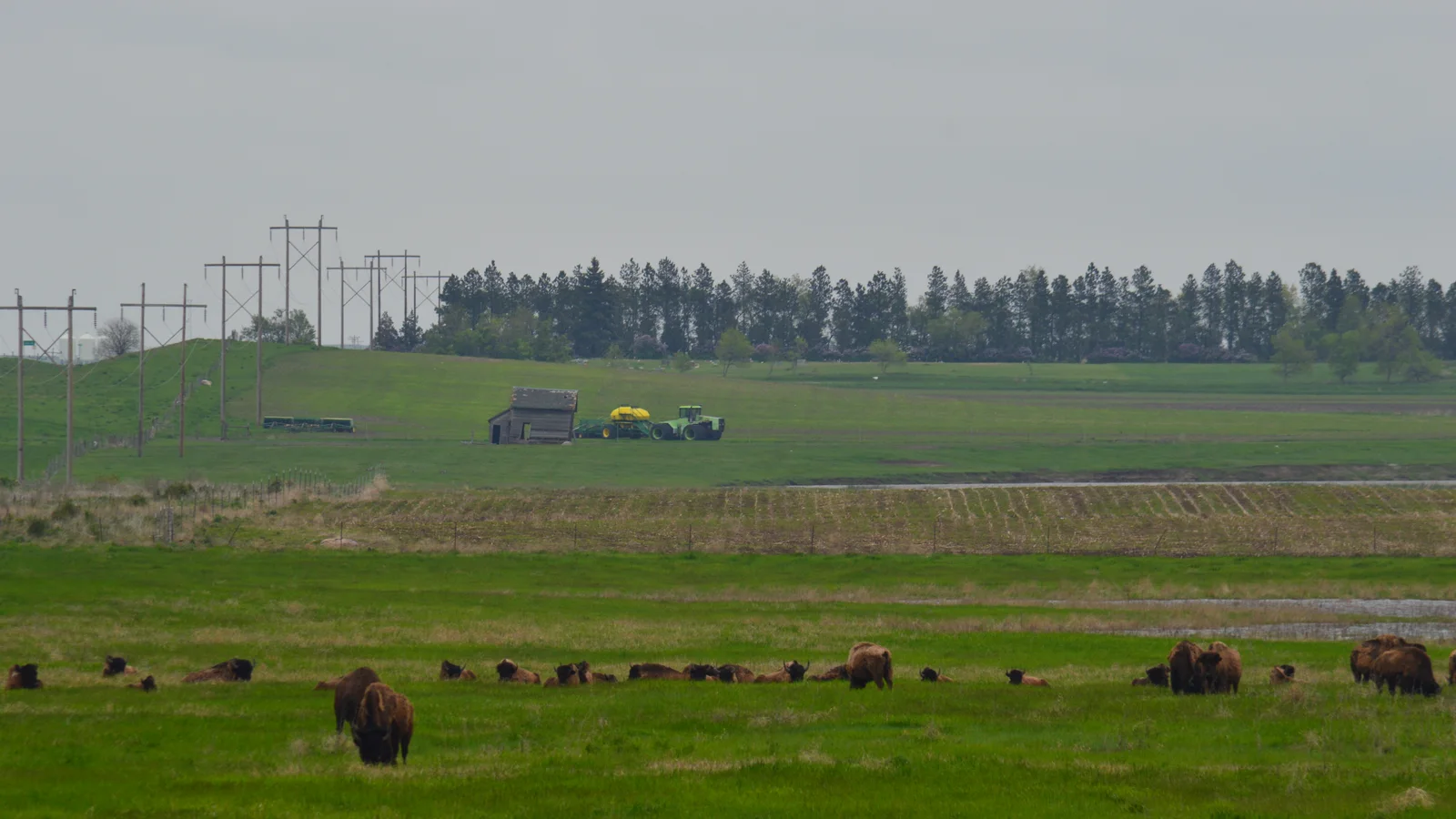 Bison (9158448085).jpg