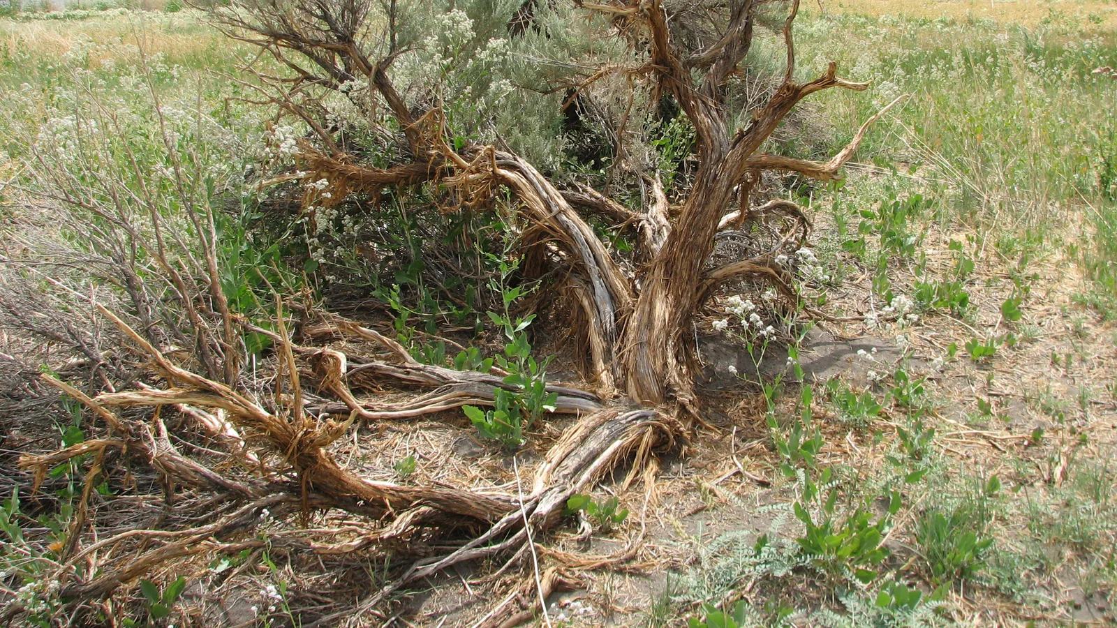 Sagebrush with shattered trunk.jpg