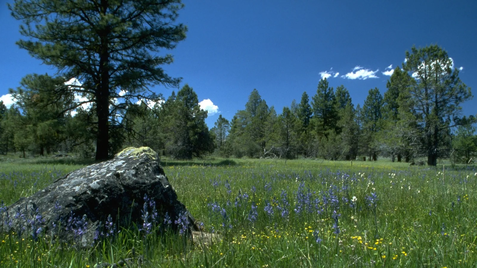 Meadow near Gerber Reservoir, Oregon (BLM).jpg