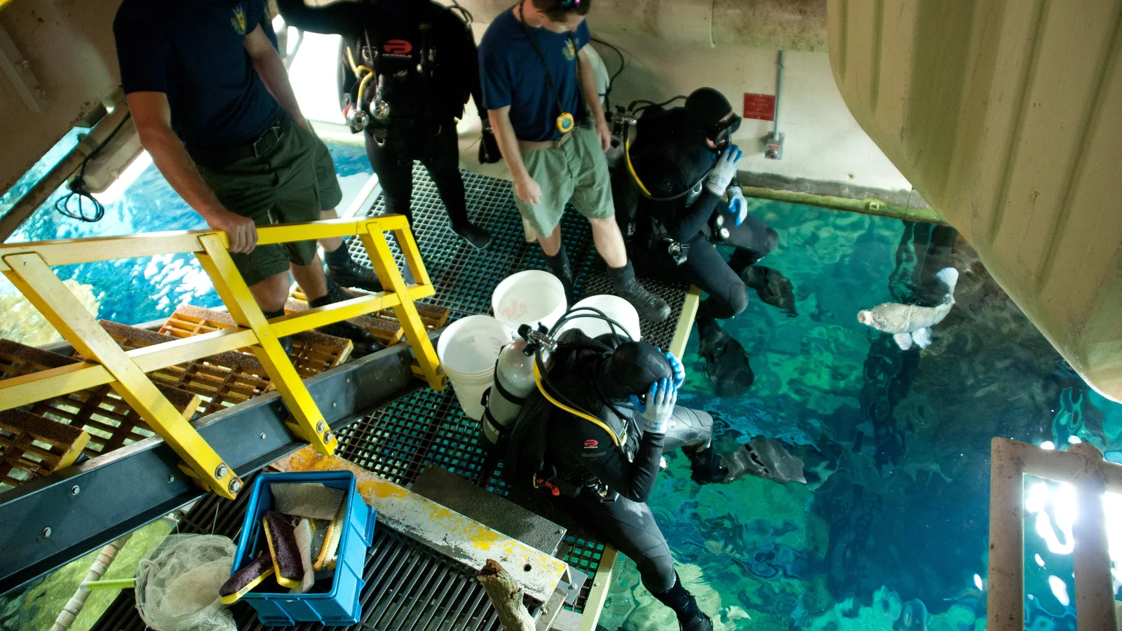 US Navy 110616-N-MA266-129 Navy divers from Trident Refit Facility Kings Bay, Ga., enter the Nickajack Lake exhibit at the Tennessee Aquarium for e.jpg
