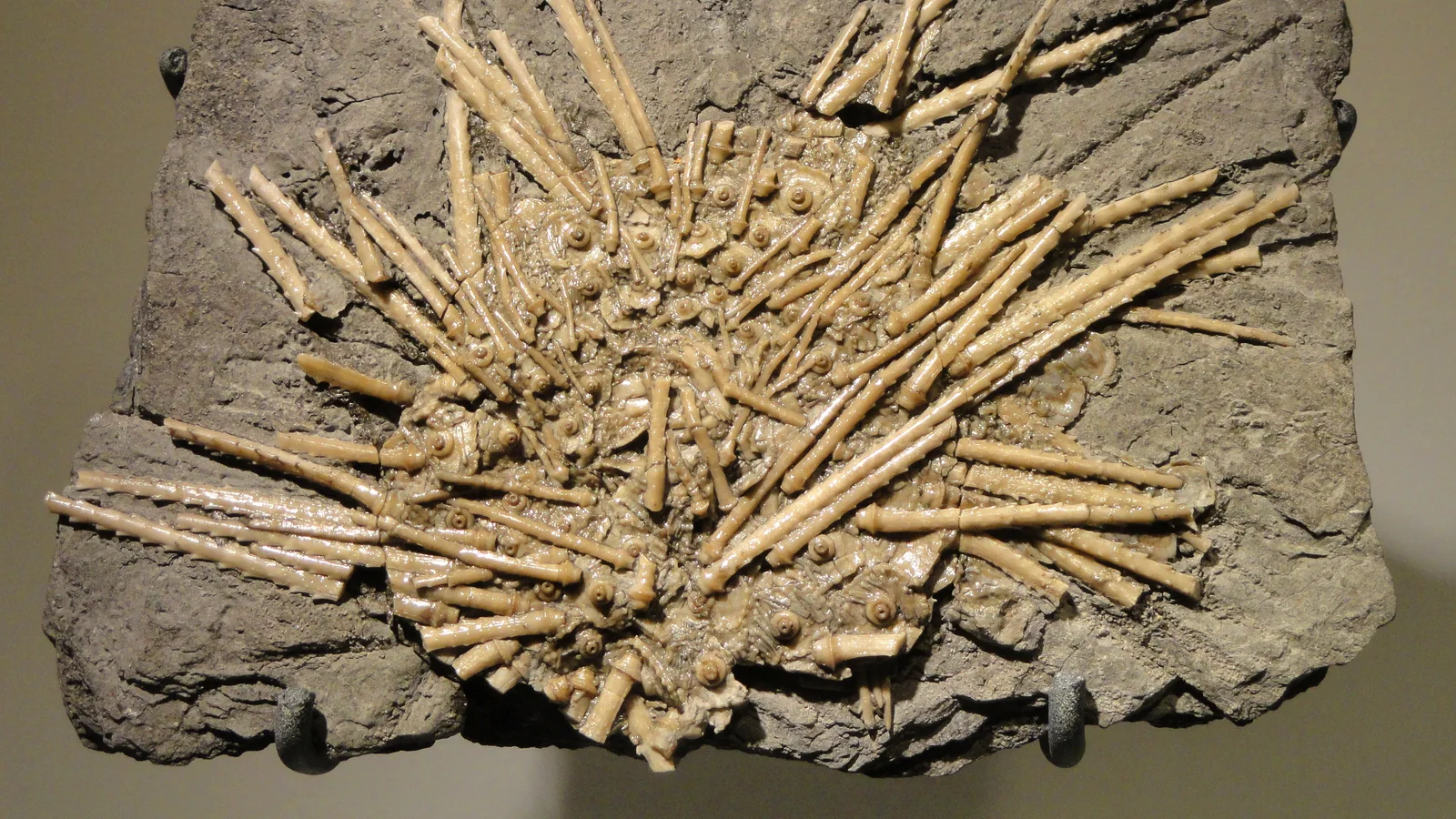 Archaeocidaris, spiny sea urchin, Carboniferous (Pennsylvanian), Winchell Formation, Lake Brownwood Spillway, Texas, USA - Houston Museum of Natural Science - DSC01735.JPG