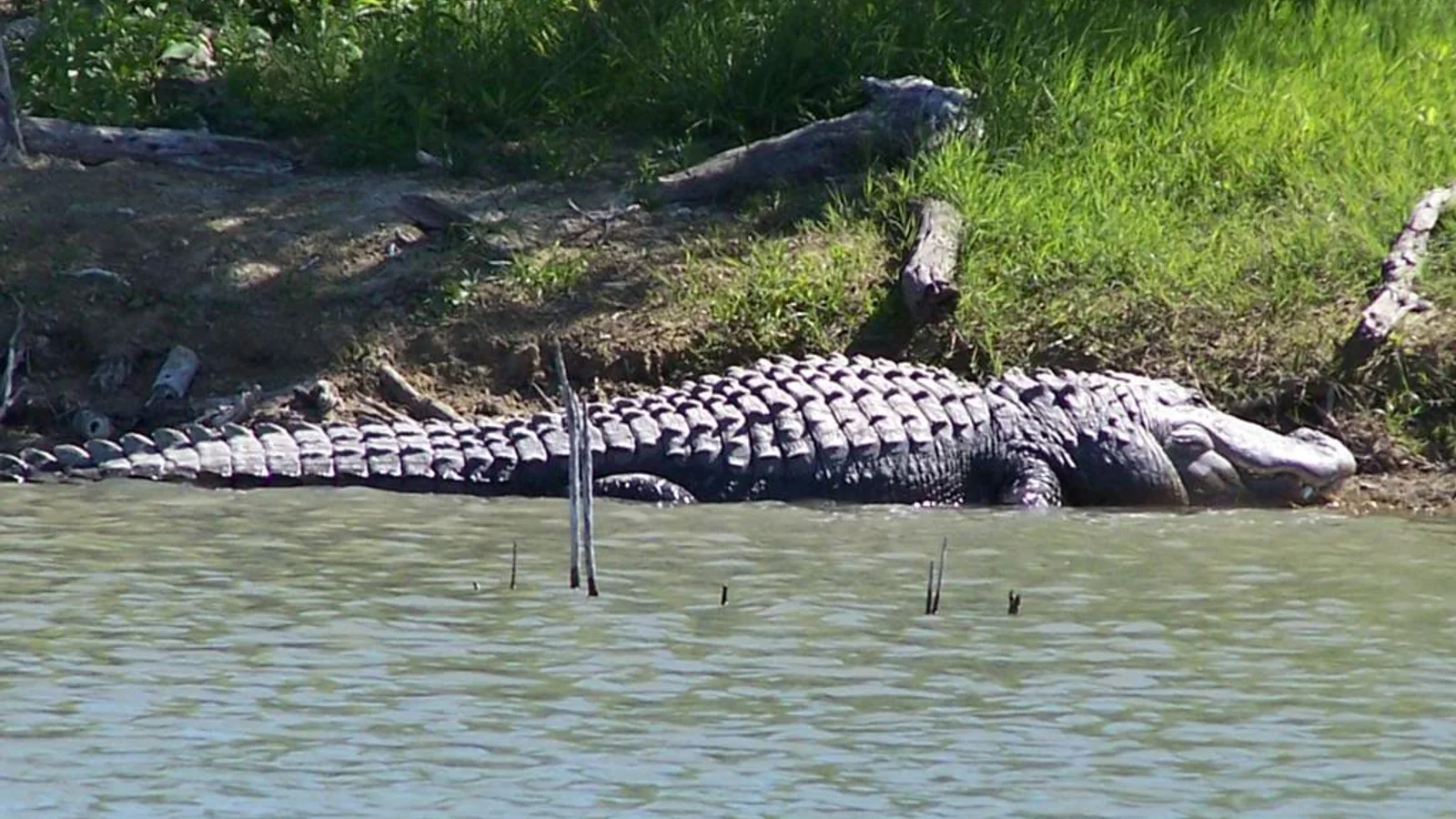 Alligator At Choke Canyon.jpg