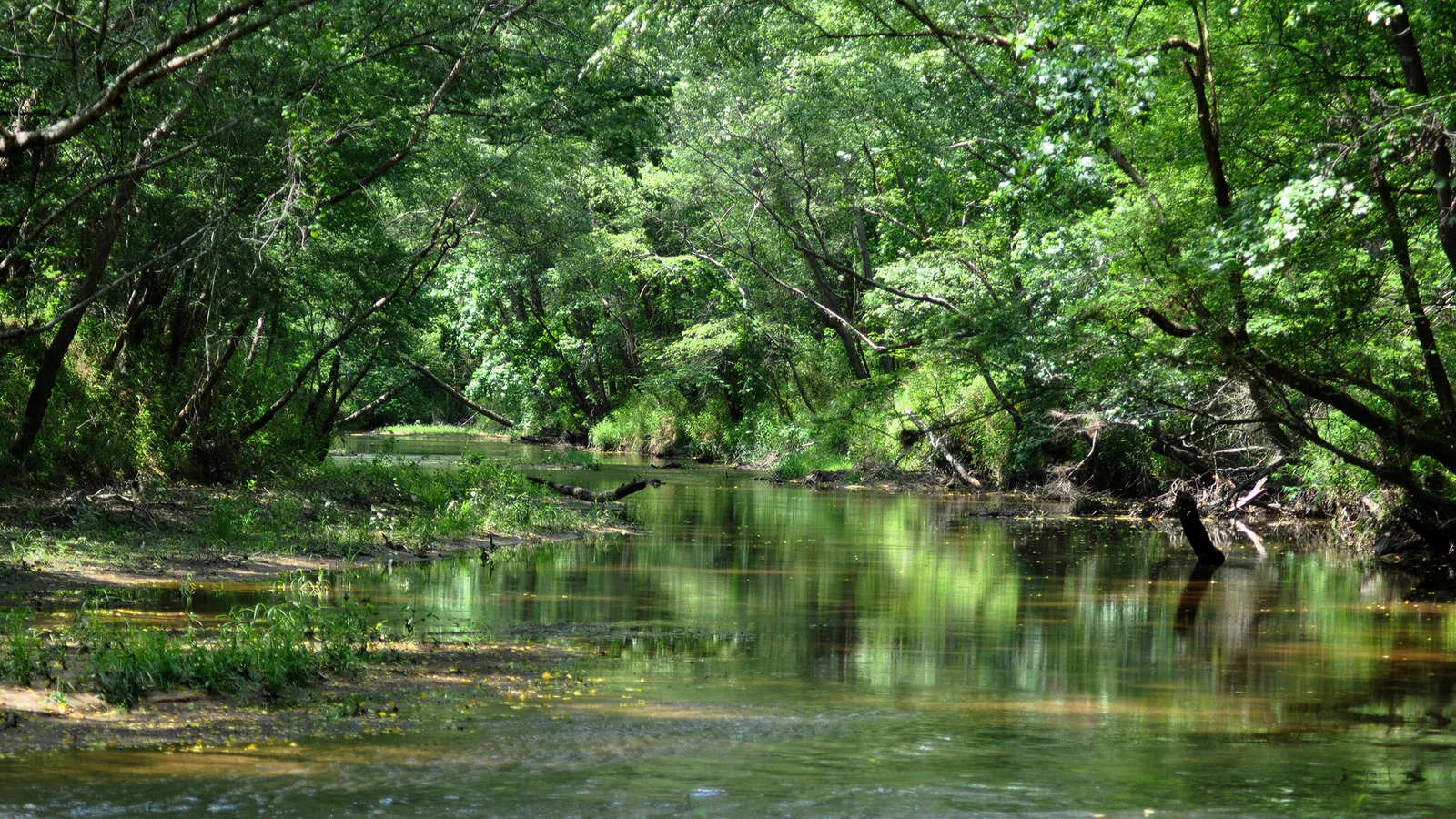 Peach Creek, Lake Houston Wilderness Park, Montgomery County, Texas, USA (May 2013).jpg